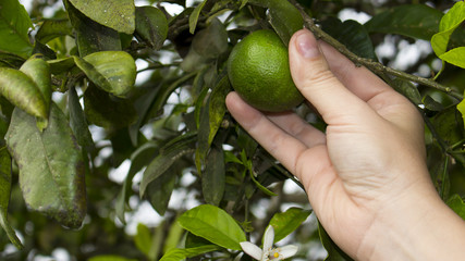 mano cogiendo un limon del árbol