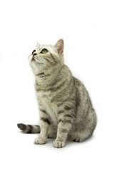 Portrait of British cat with green eyes sitting on white background