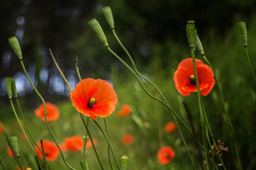 coquelicots 