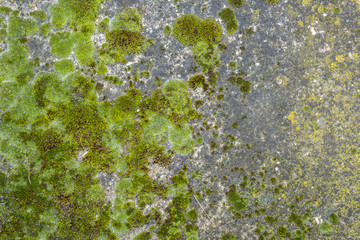 Fresh green moss on the concrete closeup, Moss texture.