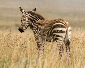One cape mountaing zebra foal standing in the long autumn grass of the Mountain Zebra National Park in South Africa