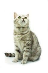 Portrait of British cat with green eyes sitting on white background