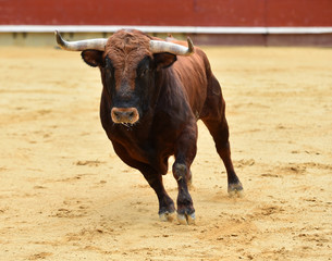 european bull in spain
