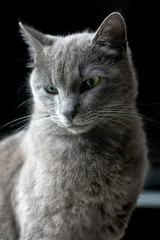 portrait d'un chat gris aux yeux verts sur fond noir