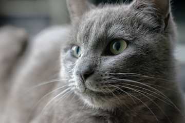 tête d'un chat gris aux yeux verts