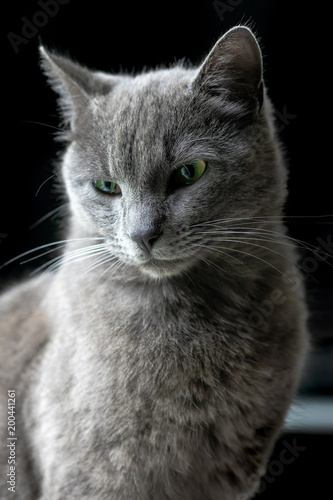 Portrait Dun Chat Gris Aux Yeux Verts Sur Fond Noir Stock