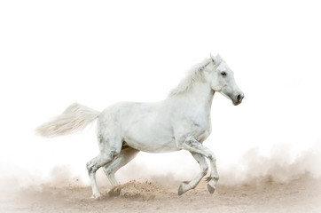 White horse in the dust over a white