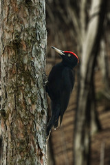Black woodpecker (Dryocopus martius)