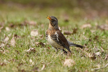 Fieldfare (Turdus pilaris)