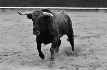 european bull in spain