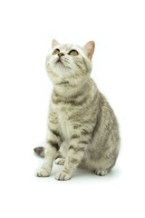 Obraz premium Portrait of British cat with green eyes sitting on white background