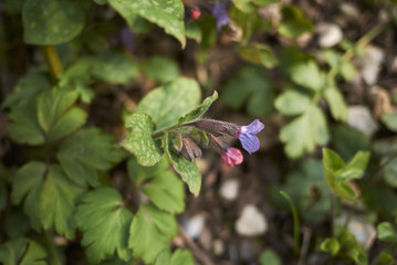 Pulmonaria officinalis