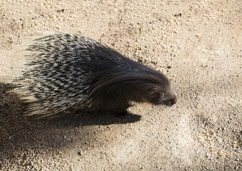 Crested porcupine - an animal a mammal of the rodent family