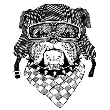 Bulldog, dog with motorcycle helmet. Vintage motorcycle headdress. Illustration for children, kindergarten kids. Print for children shirt, clothing, tattoo, emblem, badge, logo, patch, t-shirt