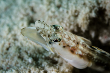 Blennys from the sea of cortez, mexico.
