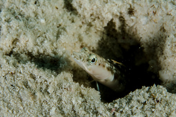 Blennys from the sea of cortez, mexico.