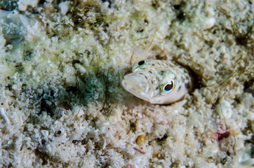 Obraz premium Blennys from the sea of cortez, mexico.