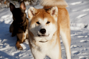 Cute akita inu dog winter portrait