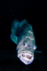 Obraz premium Leopard grouper (Mycteroperca rosacea), in a shipwreck, reefs of the Sea of Cortez, Pacific ocean. Cabo Pulmo National Park, Baja California Sur, Mexico.