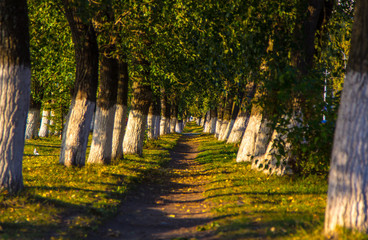 Naklejka premium The path in the alley of trees in the sun