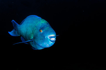  parrotfish, feeding in a shipwreck at night. reefs of the Sea of Cortez, Pacific ocean. Cabo Pulmo, Baja California Sur, Mexico. The world's aquarium. - 200443858
