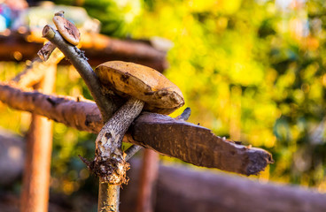 Large and small mushroom