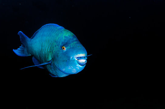  parrotfish, feeding in a shipwreck at night. reefs of the Sea of Cortez, Pacific ocean. Cabo Pulmo, Baja California Sur, Mexico. The world's aquarium.