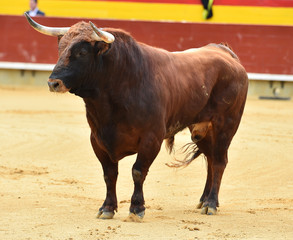 european bull in spain