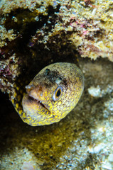 Fototapeta premium Panamic Green Moray Eel (Gymnothorax castaneus), mouth wide open resting in reefs of the Sea of Cortez, Pacific ocean. Cabo Pulmo, Baja California Sur, Mexico. Cousteau named it The world's aquarium.