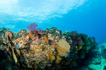 Coral reef scenics of the Sea of Cortez, Baja California Sur, Mexico. 