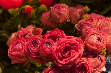 Flowers of pink roses close-up