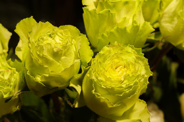 Lemon rose flowers close-up