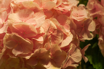 Flowers of pink hydrangea close-up