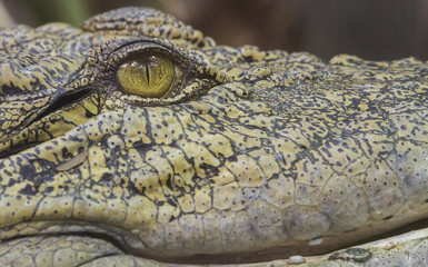 Croc
