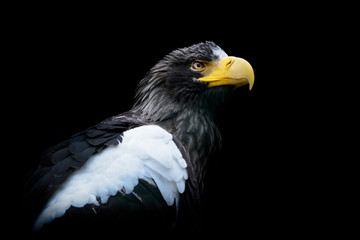 Obraz premium Steller's sea eagle - Haliaeetus pelagicus