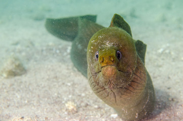Fototapeta premium Panamic Green Moray Eel (Gymnothorax castaneus), mouth wide open resting in reefs of the Sea of Cortez, Pacific ocean. Cabo Pulmo, Baja California Sur, Mexico. Cousteau named it The world's aquarium.