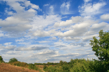 Fields with green herbs and blue sky with clouds