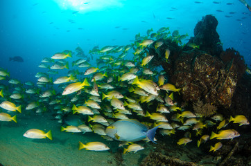 Fototapeta na wymiar Yellow snapper (Lutjanus argentiventris), forming a school in a shipwreck, reefs of Sea of Cortez, Pacific ocean. Cabo Pulmo, Baja California Sur, Mexico.