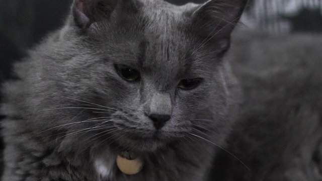 Beautiful gray cat in slow motion