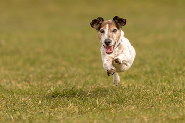 small dog is running across the meadow in spring - Jack Russell Terrier 2 years old 