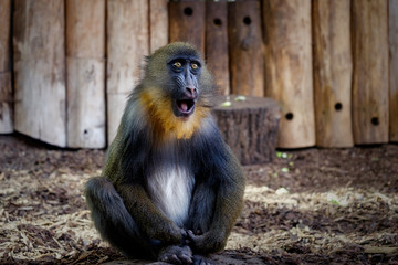 Mandrill