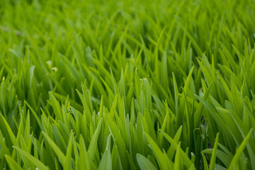 Fototapeta na wymiar Young green grass in the park
