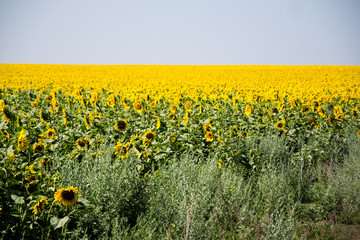 sunflower field in nice summer day