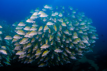 Obraz premium Graybar grunt (Haemulon sexfasciatus), forming a school in a shipwreck, reefs of Sea of Cortez, Pacific ocean. Cabo Pulmo, Baja California Sur, Mexico. Cousteau named it The world's aquarium.