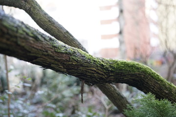 Baumstamm verläuft vertikal