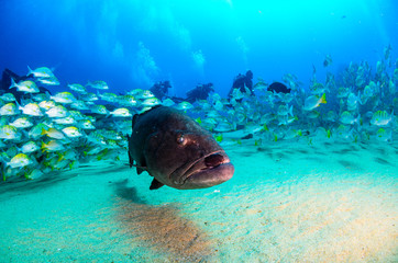 Naklejka na ściany i meble Big Gulf grouper (Mycteroperca jordani), resting in the reefs of the Sea of Cortez, Pacific ocean. Cabo Pulmo National Park, Baja California Sur, Mexico.