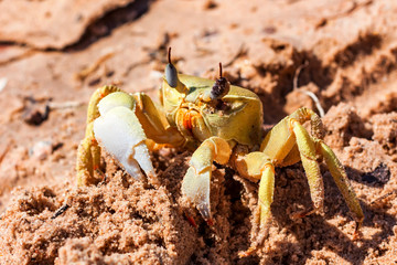 Close-up yellow crab on sand