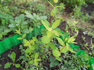 green honeysuckle in the spring in the garden