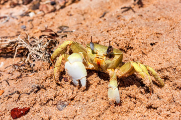 Close-up yellow crab on sand