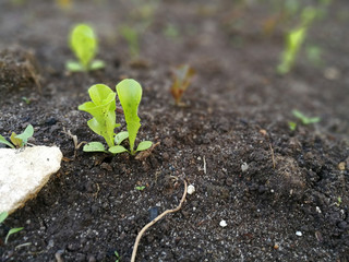 green leaf lettuce on the garden in the spring